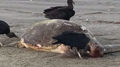 Tartaruga é encontrada morta na praia de Pernambuquinho em Grossos