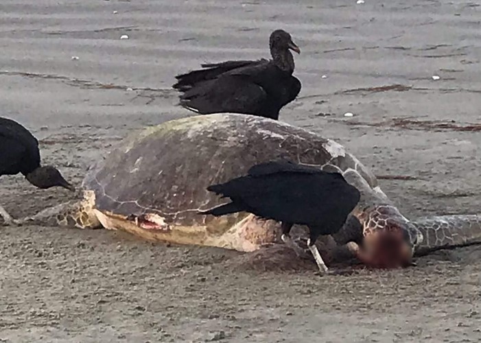 Tartaruga é encontrada morta na praia de Pernambuquinho em Grossos