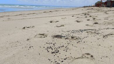 Manchas de óleo reaparecerem na praia das Emanuelas em Tibau