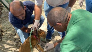 Agentes de Endemias participam de capacitação sobre prevenção e controle da Leishmaniose