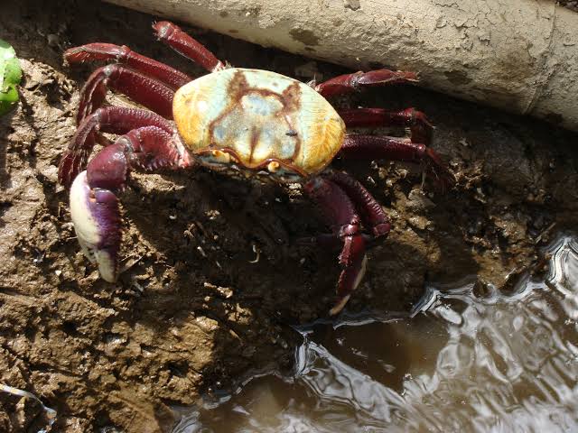 Começa primeiro período do defeso do caranguejo-uçá