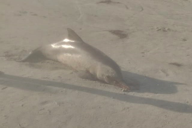 Morte de golfinho em praia de Grossos foi causada por asfixia após emalhe em rede de pesca