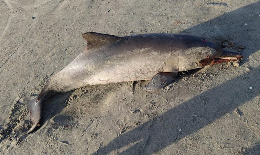 Golfinho é encontrado morto na praia de Alagamar, em Grossos