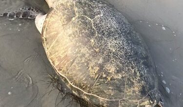 Mais uma tartaruga marinha é encontrada morta na praia Areias Alvas, em Grossos