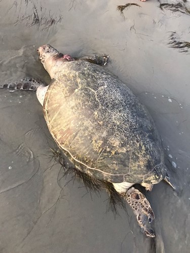 Mais uma tartaruga marinha é encontrada morta na praia Areias Alvas, em Grossos