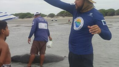 Peixe-boi em processo de reabilitação encalha na praia de Alagamar, em Grossos