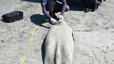 Peixe-boi é encontrado morto na praia de Areias Alvas, em Grossos