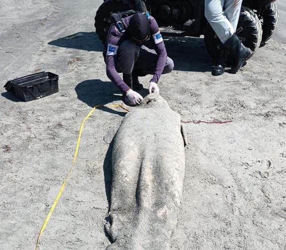 Peixe-boi é encontrado morto na praia de Areias Alvas, em Grossos