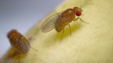 Fique atento aos sintomas da virose transmitida por moscas e saiba como se proteger