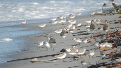 Gripe aviária: Aves migratórias são encontradas mortas no litoral do RN e governo faz alerta