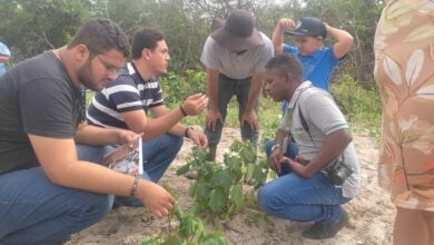 Plantios de algodão na zona rural de Tibau recebem visita da Empresa VET, Rede Xique Xique e EMATER.