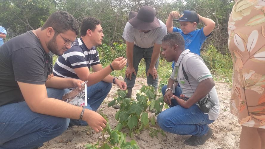 Plantios de algodão na zona rural de Tibau recebem visita da Empresa VET, Rede Xique Xique e EMATER.