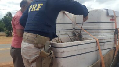 PRF apreende no RN 229 quilos de lagosta inteira pescada ilegalmente