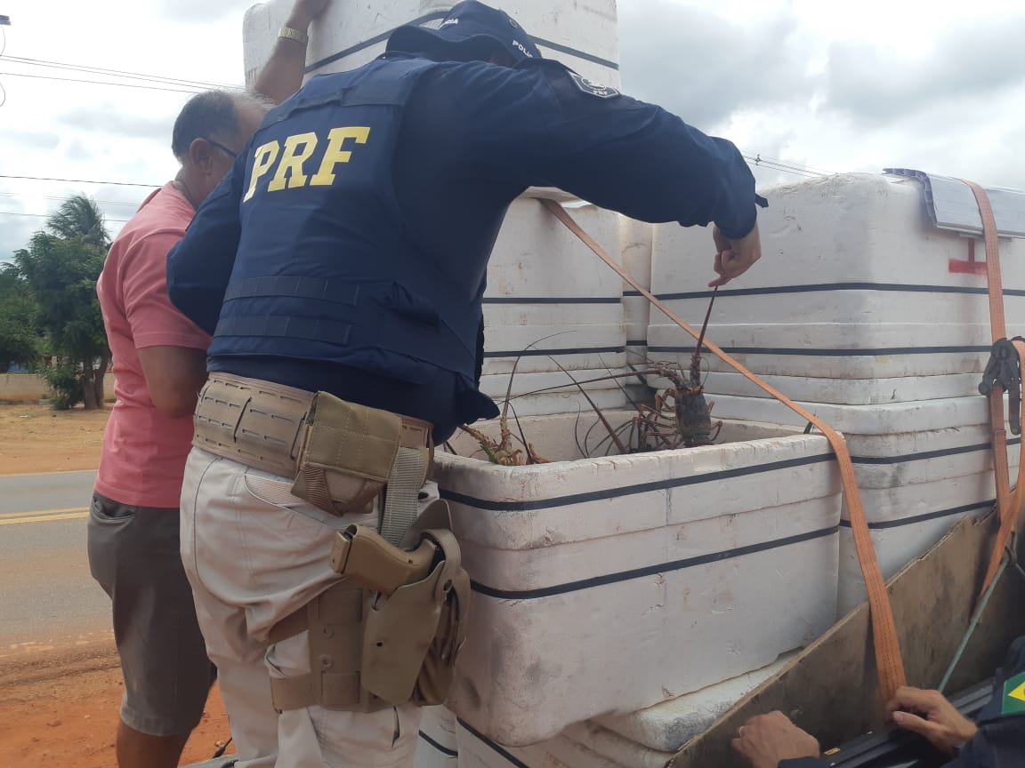 PRF apreende no RN 229 quilos de lagosta inteira pescada ilegalmente