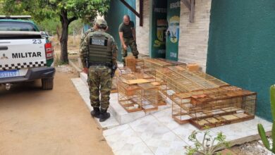 Polícia Ambiental apreende 23 pássaros silvestres na zona rural de Tibau