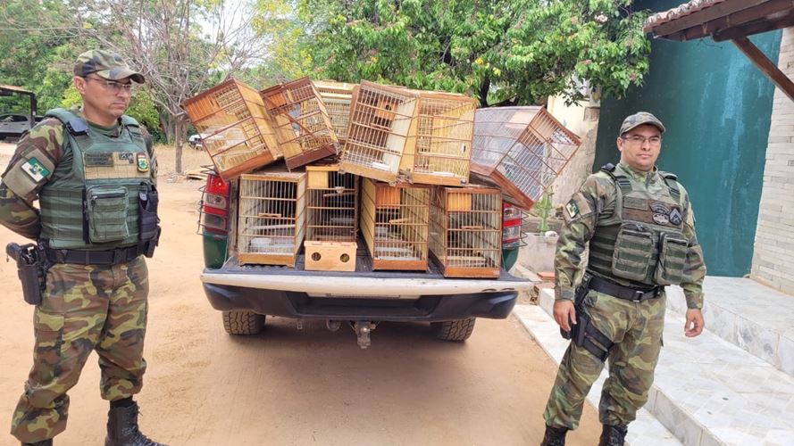 Polícia Ambiental apreende 23 pássaros silvestres na zona rural de Tibau