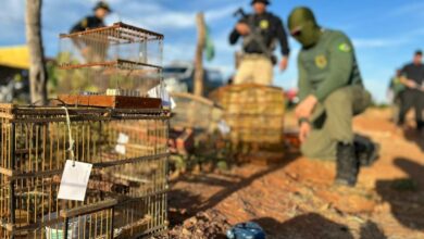 PRF e IBAMA realizam Operação de combate ao comércio ilegal de aves em Mossoró