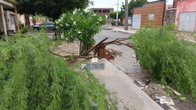 Raio parte árvore ao meio durante forte chuva em Grossos