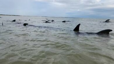 Vídeo: Baleias encalham em praia no litoral do RN