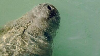 Projeto Cetáceos da Uern realizará a soltura de mais um peixe-boi na natureza