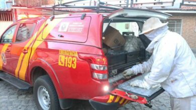 Bombeiros do RN atende a duas ocorrências de ataques de abelhas em Areia Branca e Janduís; uma vítima fatal