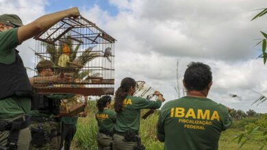 Governo autoriza concurso com mais de 400 vagas para Ibama