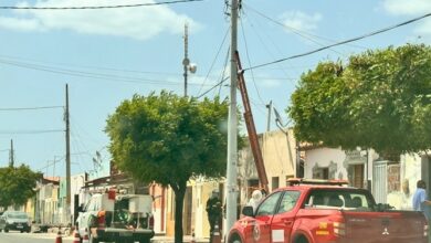 Bombeiros retiram enxame de abelhas de poste em Grossos